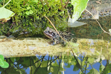 The toad frog basks in the sun on the shore in the water against the background of lush green vegetation
