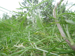 grass