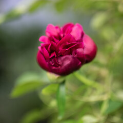 Beautiful summer garden flowers close-up.