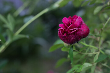 Beautiful summer garden flowers close-up.