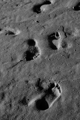 footprints on a beach - black and white photo