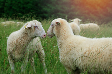 Sheep breeding in the green grass mountain meadow.