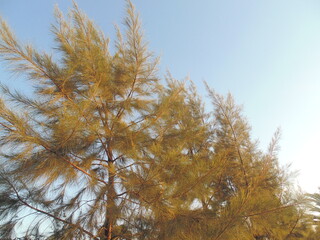 Fototapeta premium naturaleza