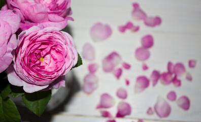 Beautiful rose flower in garden. Rose flower background. Roses flower texture. Lovely rose. Roses...