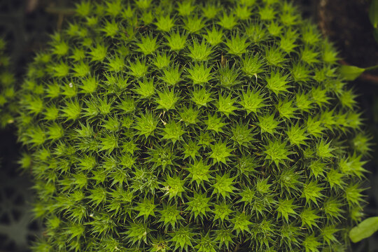 Deuterocohnia brevifolia in a pot. Unusual houseplant. Many succulent leaf rosettes. Dark green natural background.