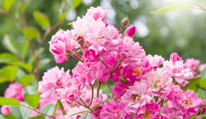 Red flower. Flower in garden at sunny summer or spring day. Flower for postcard beauty decoration...