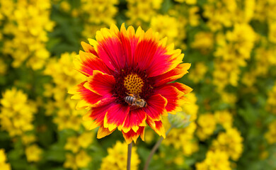 Red flower. Flower in garden at sunny summer or spring day. Flower for postcard beauty decoration and agriculture concept design. Beautiful flower in tropical garden.