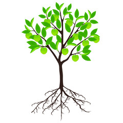 Fototapeta premium Cherimoya Annona cherimola tree with roots on a white background.