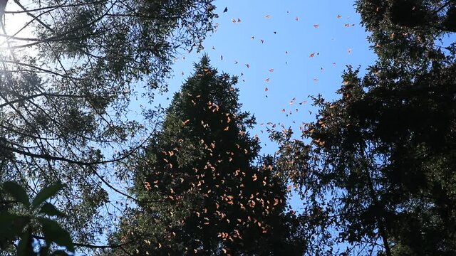 Mariposas Monarcas Valle de Bravo