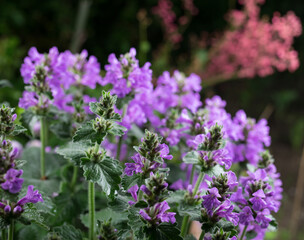 Fototapeta premium Beautiful summer garden flowers close-up.