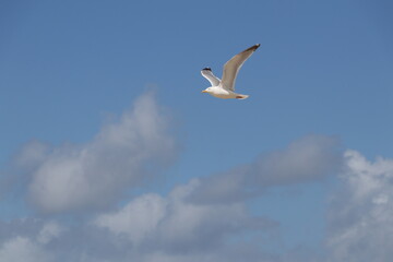 Sky and Fly