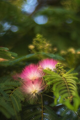 Flowers of Albizia julibrissin close-up. In summer, Albizia julibrissin blooms with fluffy bright pink flowers. Albizia is a species of tree in the genus Albizia of the Legume family (Fabaceae).