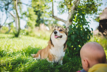 Little baby girl playing in the garden with dogs, trying to touch a happy and relaxed welsh corgi pembroke dog 
