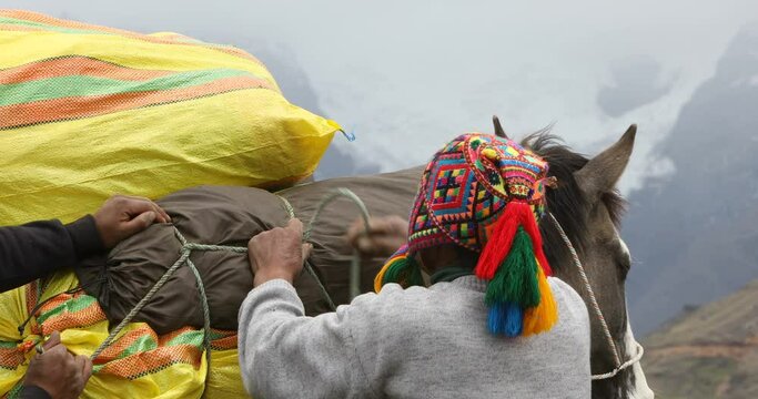 Quechua men packing and loading horse to cross the Andes, Peru.