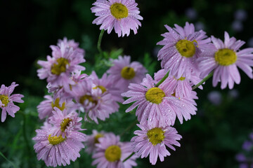 Obraz premium Beautiful summer garden flowers close-up.