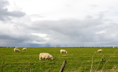 Fototapeta premium sheep scottish highlands