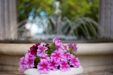 Pink Petunia flowers bloom in summer in the city flower bed. Beautiful Petunia close-up. Soft focus.