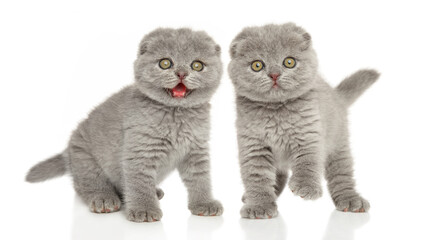 Two Scottish fold kittens