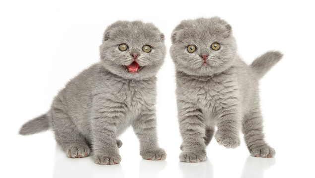 Two Scottish fold kittens