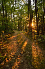 Sunset on dirt road in the woods