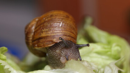 Caracol en la huerta de casa.