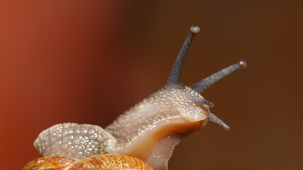 Caracol en la huerta de casa.
