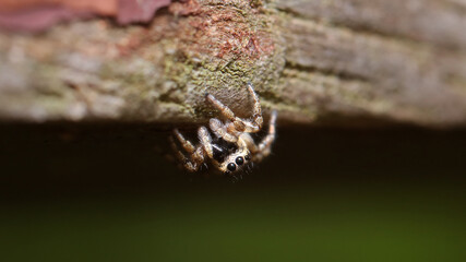 Araña saltarina