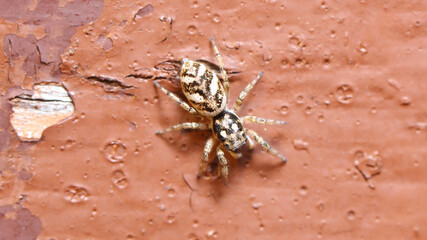 Araña saltarina