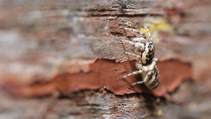Araña saltarina