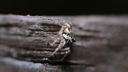 Araña saltarina