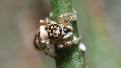 Araña saltarina