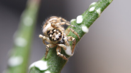 Araña saltarina