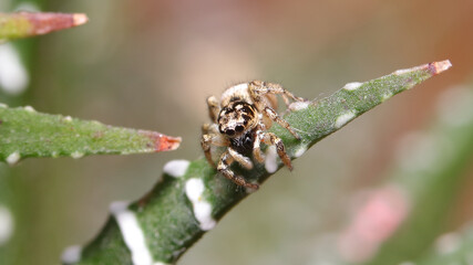 Araña saltarina