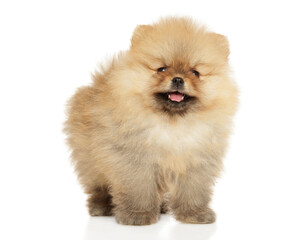 Pomeranian puppy on a white background