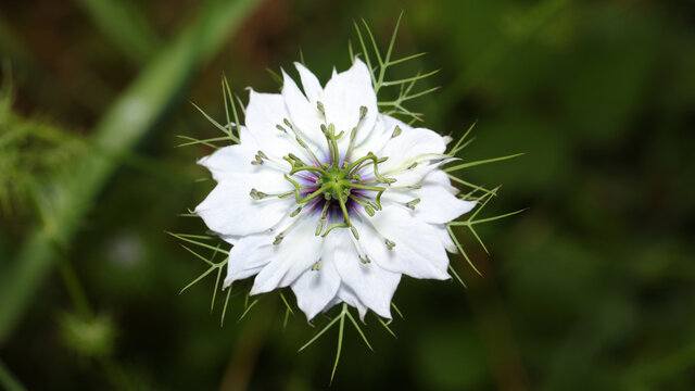 Pistilo 이미지 – 찾아보기 1,189 스톡 사진, 벡터 및 비디오 | Adobe Stock