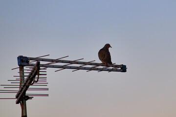 dove perched on a tv antenna under the gradient sky at dusk.