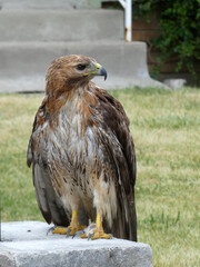 Falcon sitting on the stone
