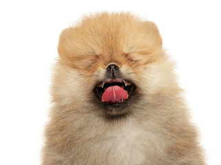 Spitz-Pomeranian yawns