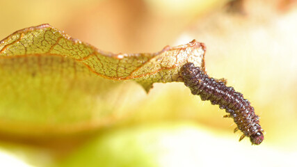 Detalle de oruga sobre lechuga