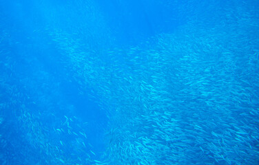Fototapeta na wymiar Huge sardine colony in sunbeam swim in blue ocean. Sea fish underwater photo. Pelagic fish school in seawater