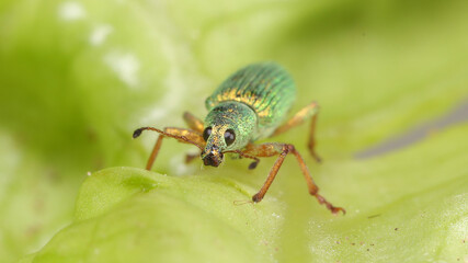 Escarabajo Phyllobius sobre hoja árbol