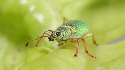 Escarabajo Phyllobius sobre hoja árbol