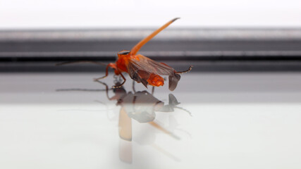 Éste insecto llamado Escarabajo soldado rojo o Coracero rojo, se fotografío en Cantabria