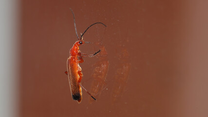 Éste insecto llamado Escarabajo soldado rojo o Coracero rojo, se fotografío en Cantabria