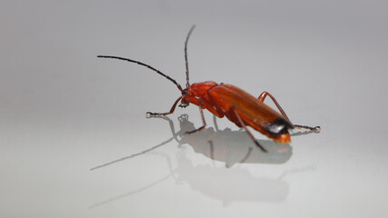 Éste insecto llamado Escarabajo soldado rojo o Coracero rojo, se fotografío en Cantabria
