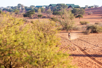 A cheetah running in Namibia