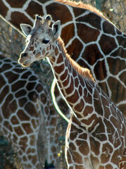 Baby giraffe  walks with mom in a large habitat 