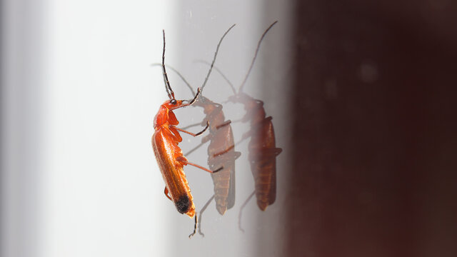 &Eacute;ste insecto llamado Escarabajo soldado rojo o Coracero rojo, se fotograf&iacute;o en Cantabria