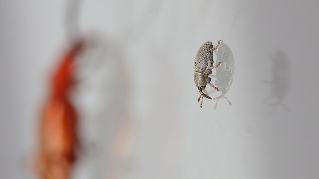 Gorgojo y su reflejo sobre cristal