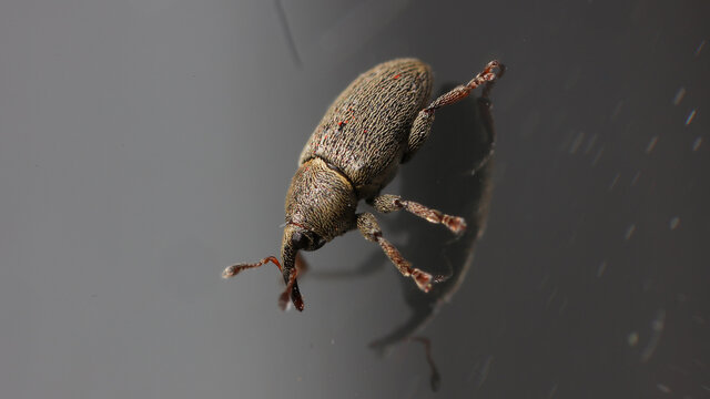 Gorgojo y su reflejo sobre cristal